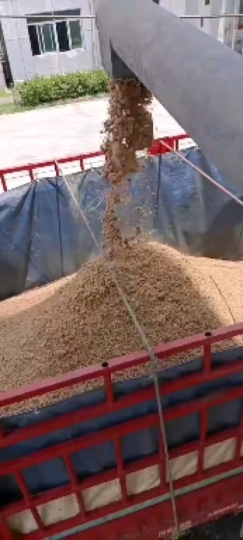 广州珠江啤酒大量供应啤酒糟，营养好，易吸收，牛羊好饲料！
