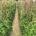 爬山虎爬墙虎爬藤植物适合庭院围墙绿化