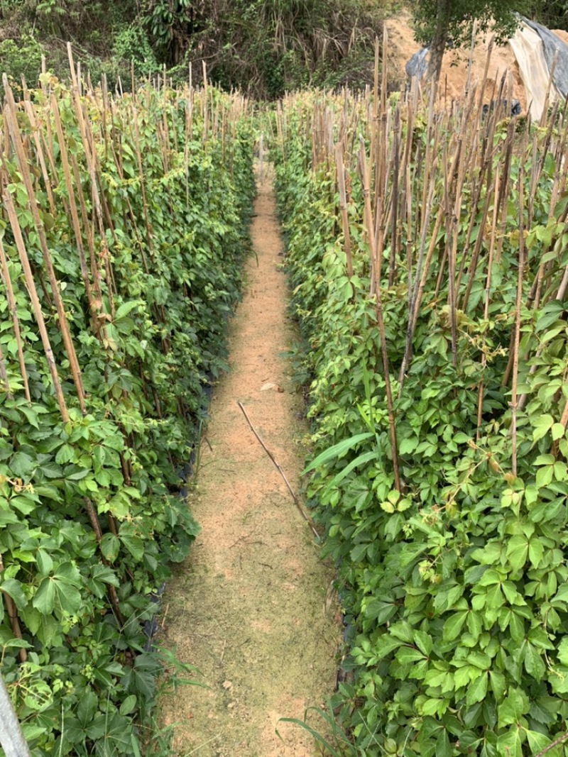 爬山虎爬墙虎爬藤植物适合庭院围墙绿化