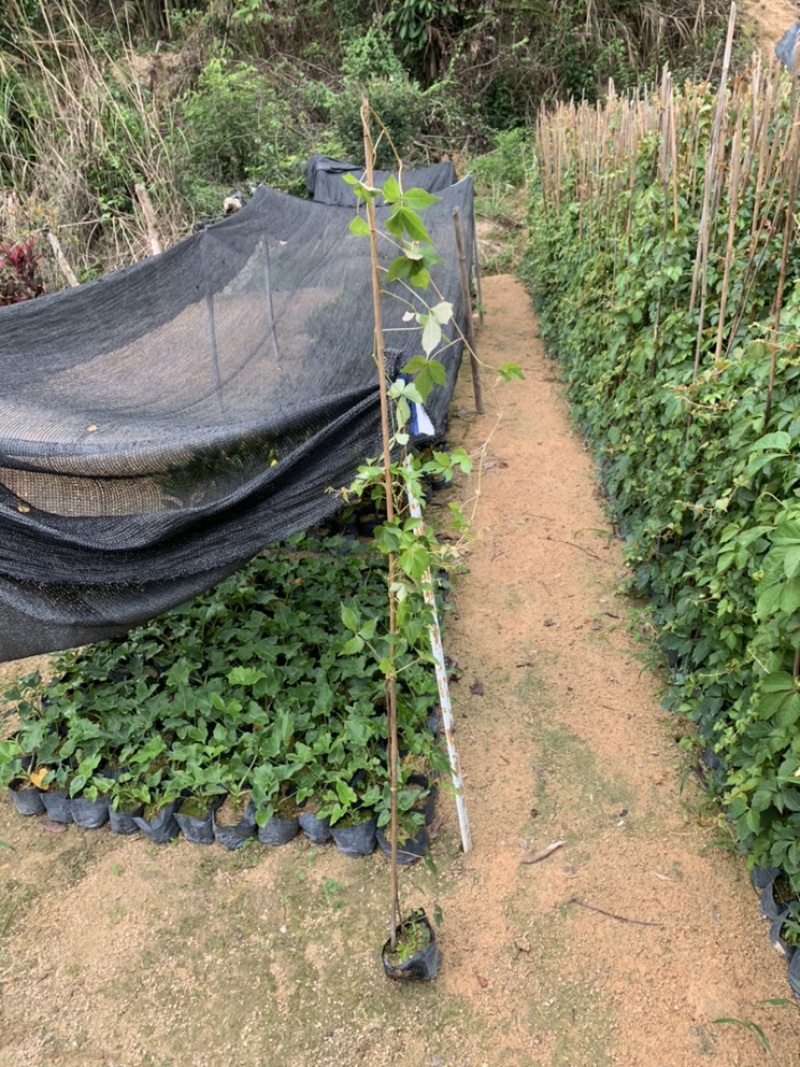 爬山虎爬墙虎爬藤植物适合庭院围墙绿化