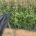 爬山虎爬墙虎爬藤植物适合庭院围墙绿化