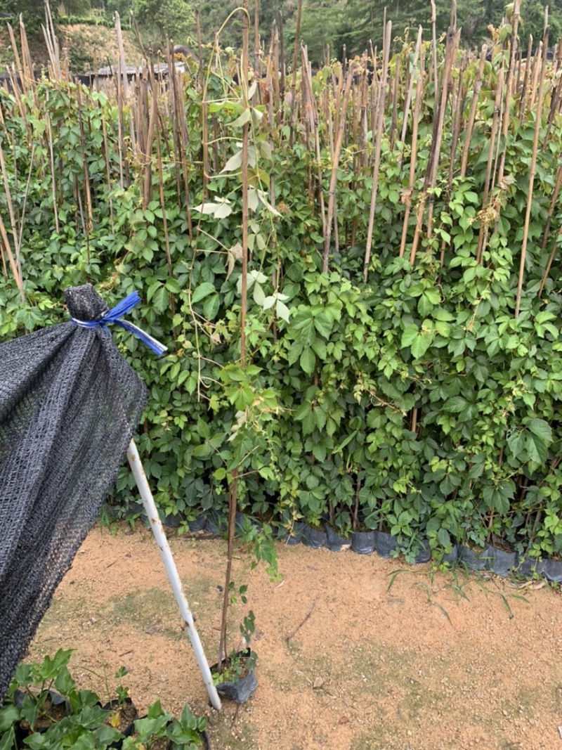 爬山虎爬墙虎爬藤植物适合庭院围墙绿化