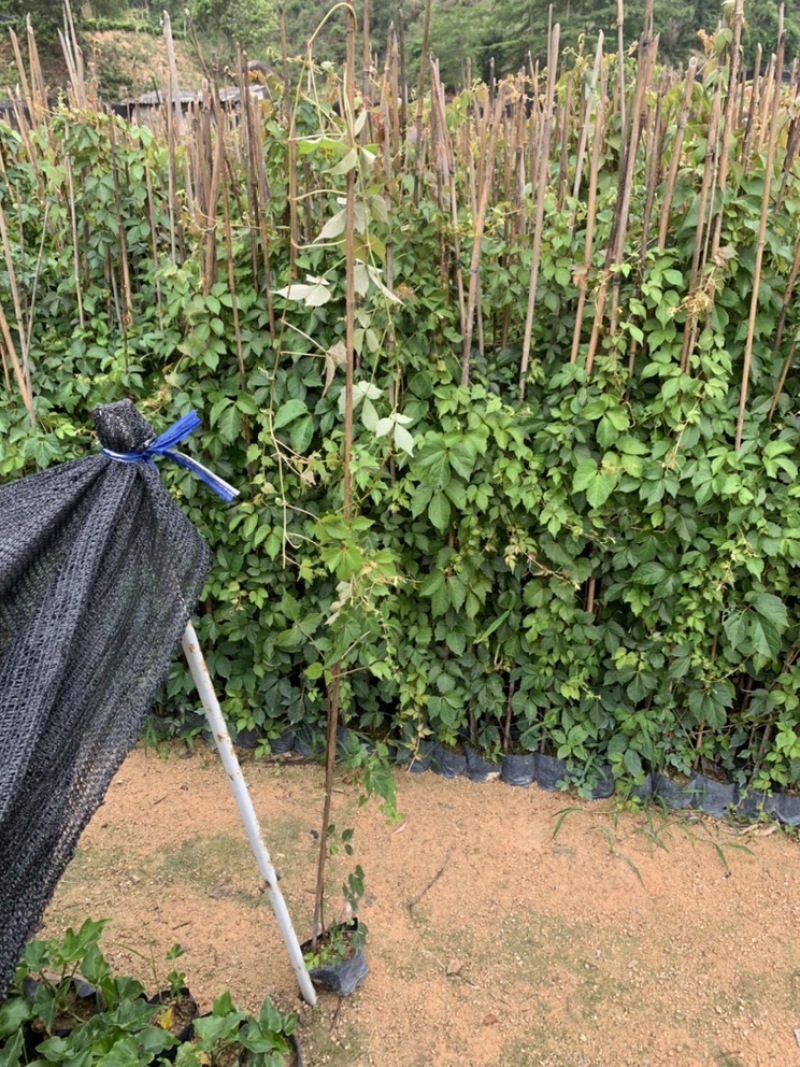 爬山虎爬墙虎爬藤植物适合庭院围墙绿化