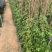 爬山虎爬墙虎爬藤植物适合庭院围墙绿化
