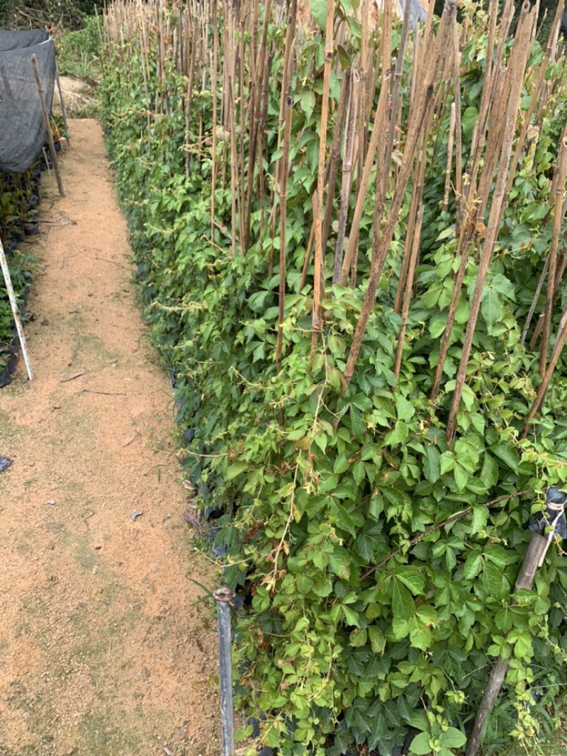 爬山虎爬墙虎爬藤植物适合庭院围墙绿化