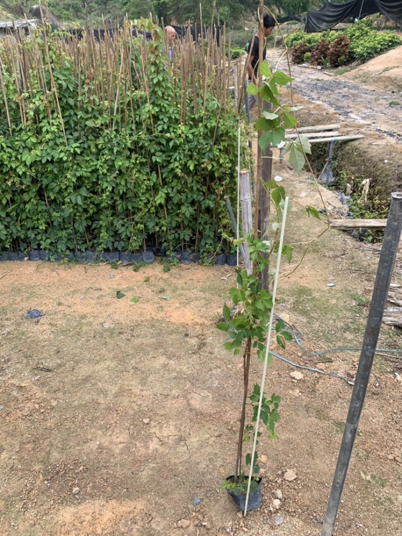 爬山虎爬墙虎爬藤植物适合庭院围墙绿化