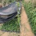 爬山虎爬墙虎爬藤植物适合庭院围墙绿化