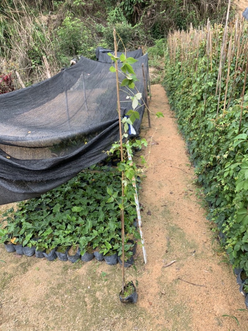 爬山虎爬墙虎爬藤植物适合庭院围墙绿化