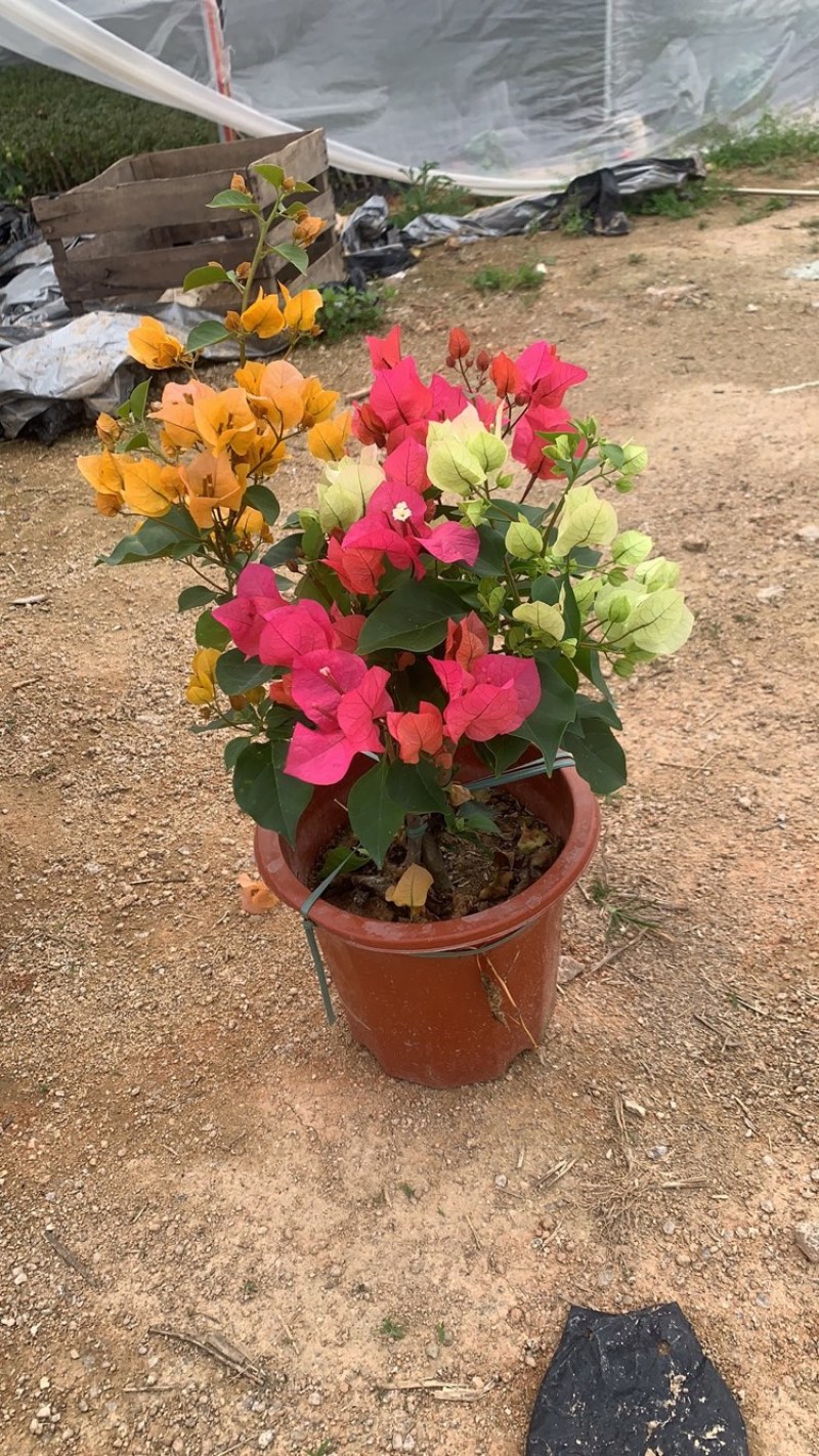 多色三角梅混色拼栽【原盆原土发货】自家基地直发常年供应