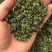 桑叶颗粒2025年桑叶茶颗粒山东桑叶茶加工厂