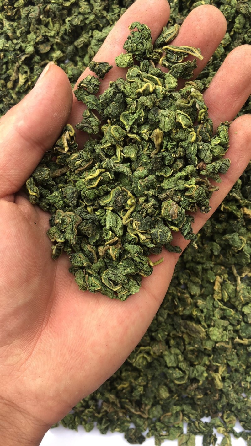 桑叶颗粒2025年桑叶茶颗粒山东桑叶茶加工厂