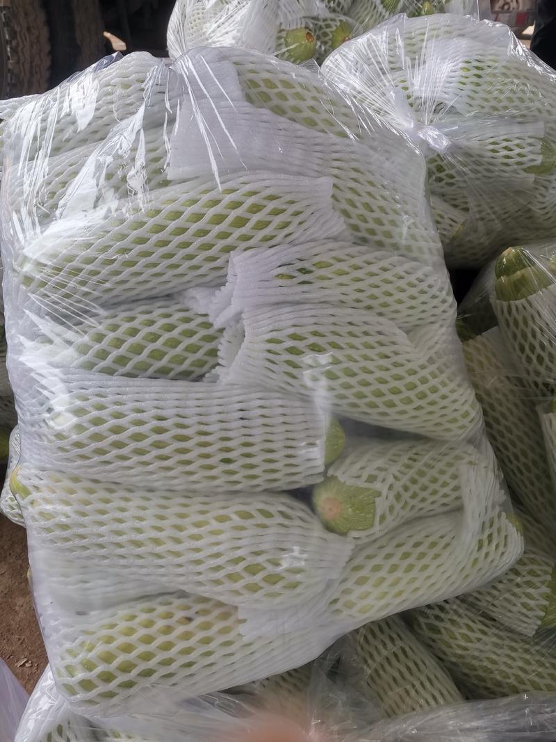 博爱县绿皮西葫芦，满足网套，泡沫箱，纸箱各种包装运输需求