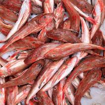 新鲜速冻海鱼红头鱼红娘鱼红绣鞋鱼海鲜水产烧烤食材