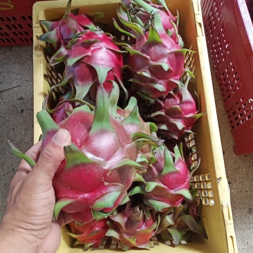 西双版纳金都桂红龙