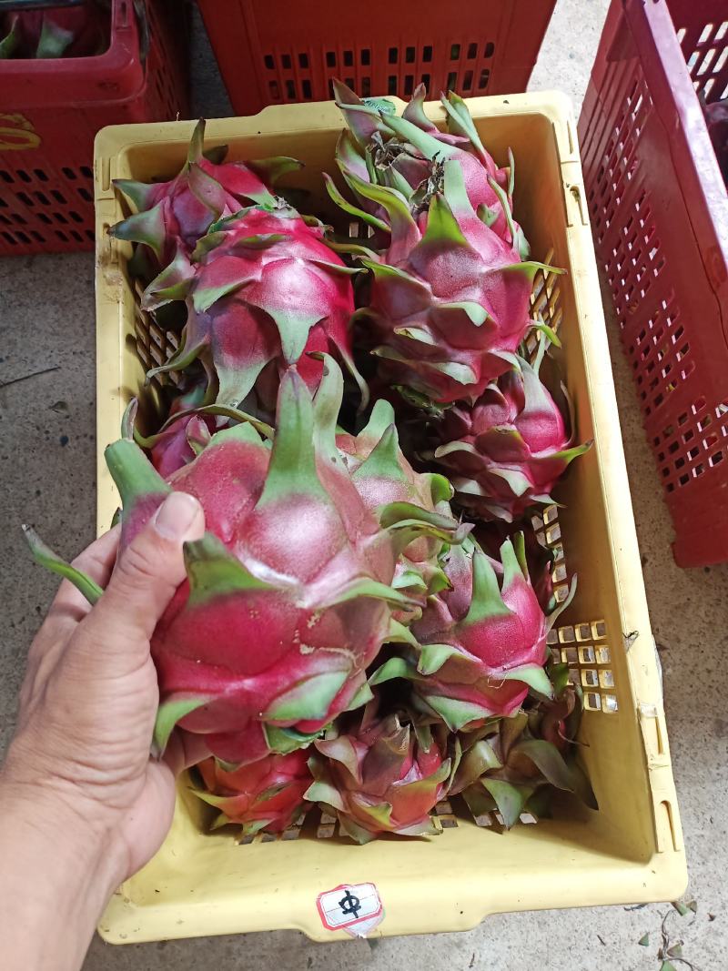 西双版纳金都桂红龙