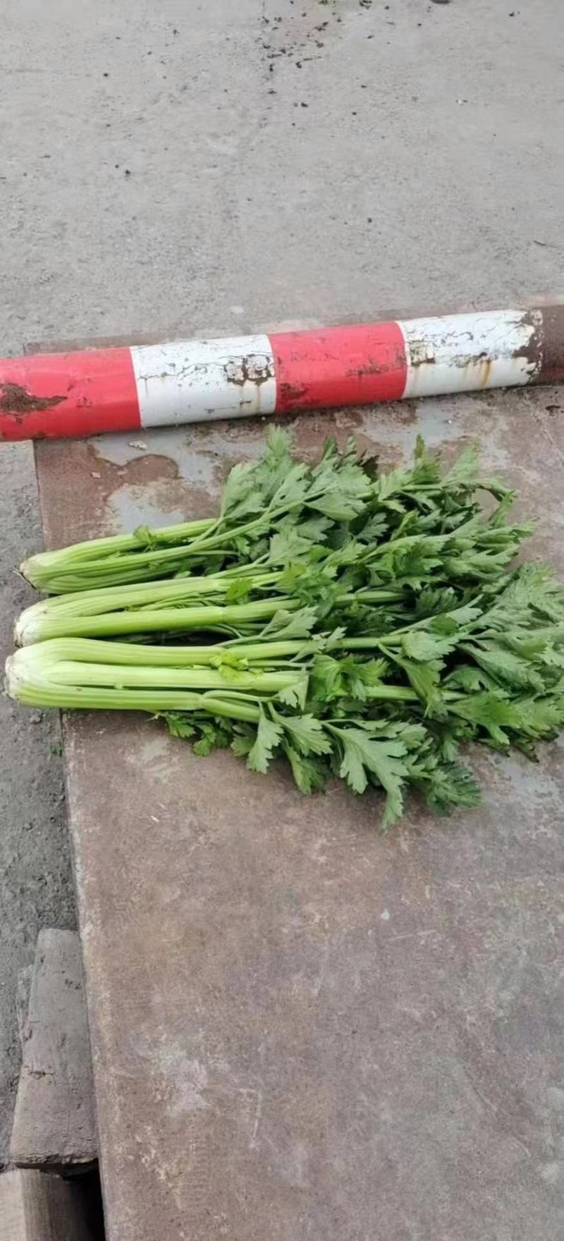 芹菜陕西【西芹千亩基地直供，单个重量在1.7/2.5】