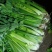 芹菜陕西【西芹千亩基地直供，单个重量在1.7/2.5】