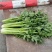 芹菜陕西【西芹千亩基地直供，单个重量在1.7/2.5】