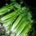 芹菜陕西【西芹千亩基地直供，单个重量在1.7/2.5】
