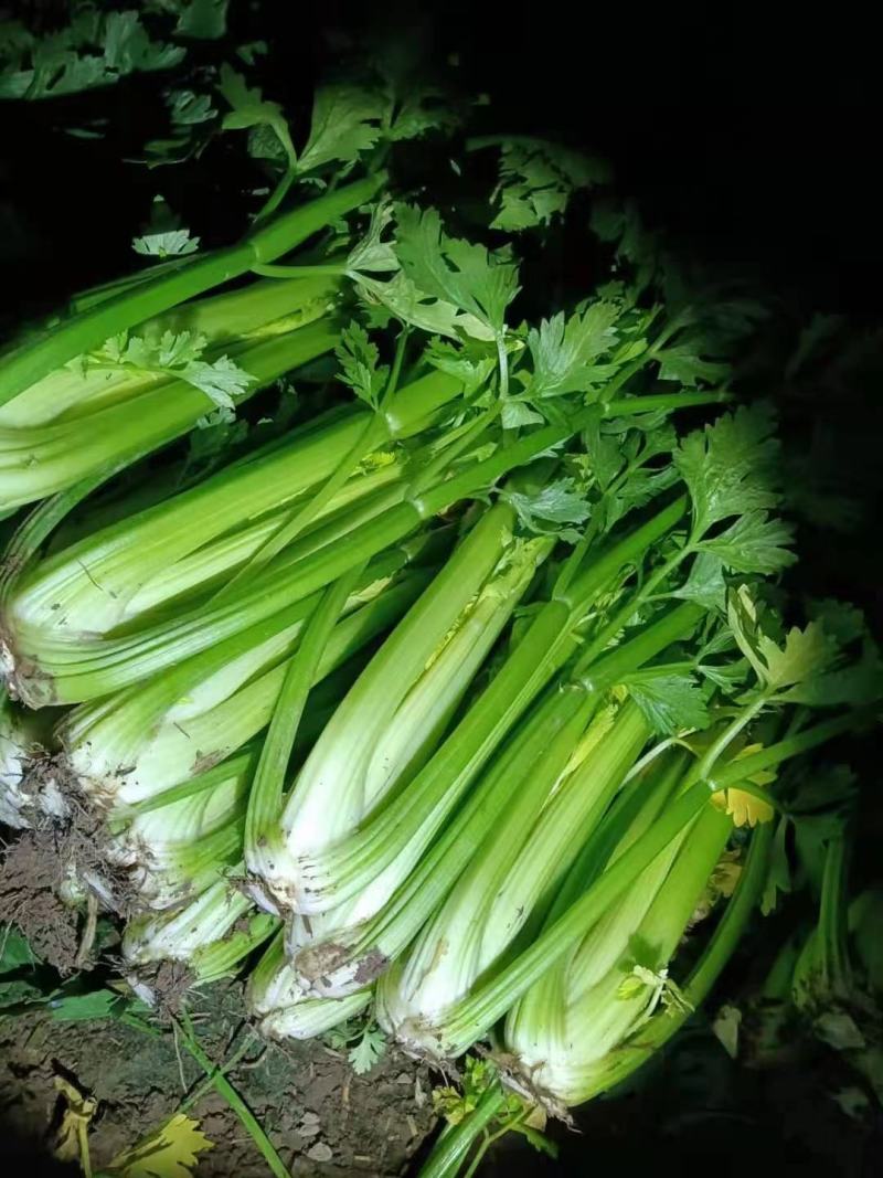 芹菜陕西【西芹千亩基地直供，单个重量在1.7/2.5】