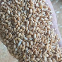 2021新小麦，质量好，价格