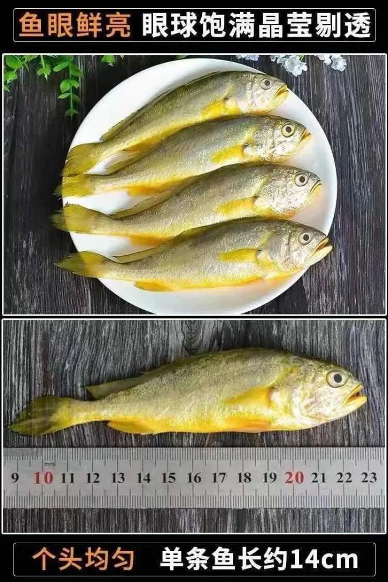 小黄花鱼新鲜冷冻黄鱼舟山小黄鱼海鲜一件代发，包邮包售后
