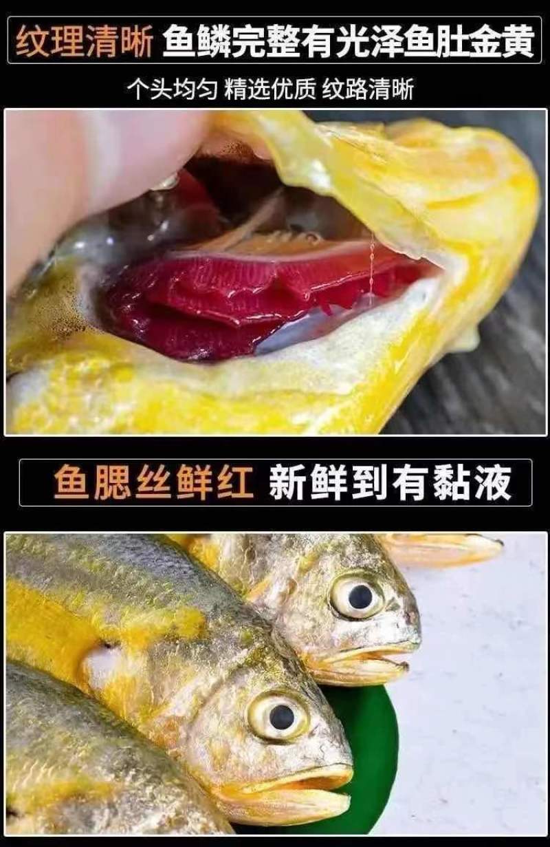 小黄花鱼新鲜冷冻黄鱼舟山小黄鱼海鲜一件代发，包邮包售后