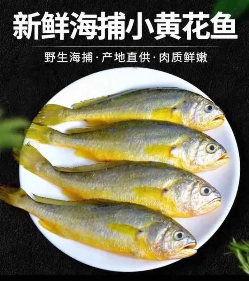 小黄花鱼新鲜冷冻黄鱼舟山小黄鱼海鲜一件代发，包邮包售后