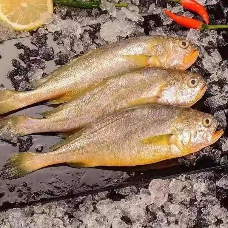 小黄花鱼新鲜冷冻黄鱼舟山小黄鱼海鲜一件代发，包邮包售后