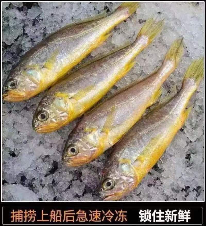 小黄花鱼新鲜冷冻黄鱼舟山小黄鱼海鲜一件代发，包邮包售后