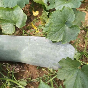 白皮冬瓜大量有货