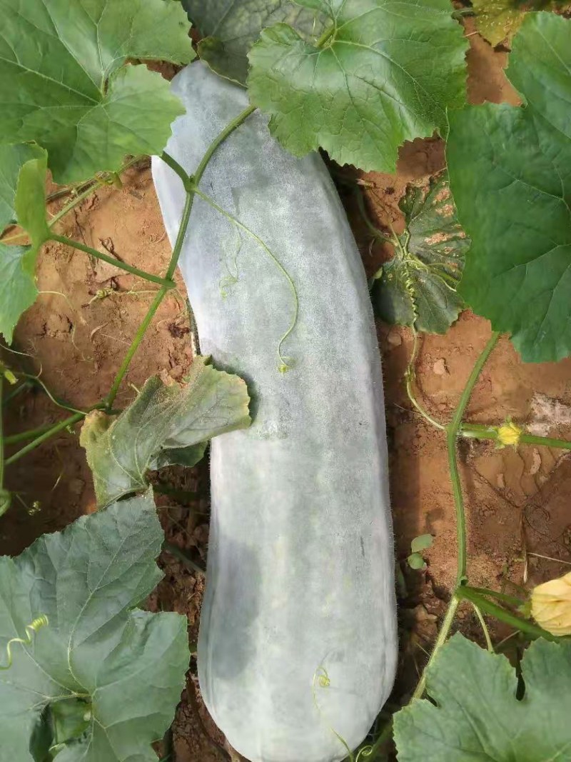 白皮冬瓜大量有货
