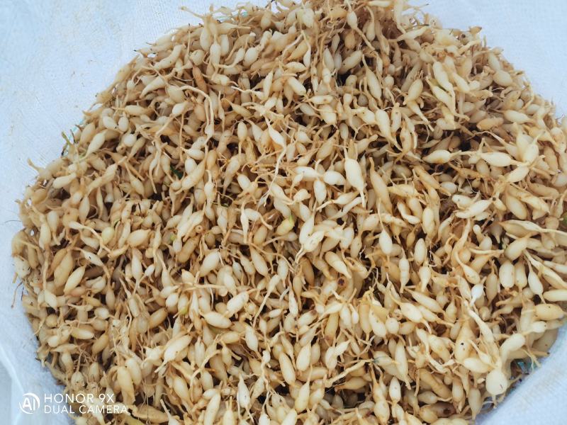 野生麦冬中药泡茶佳品
