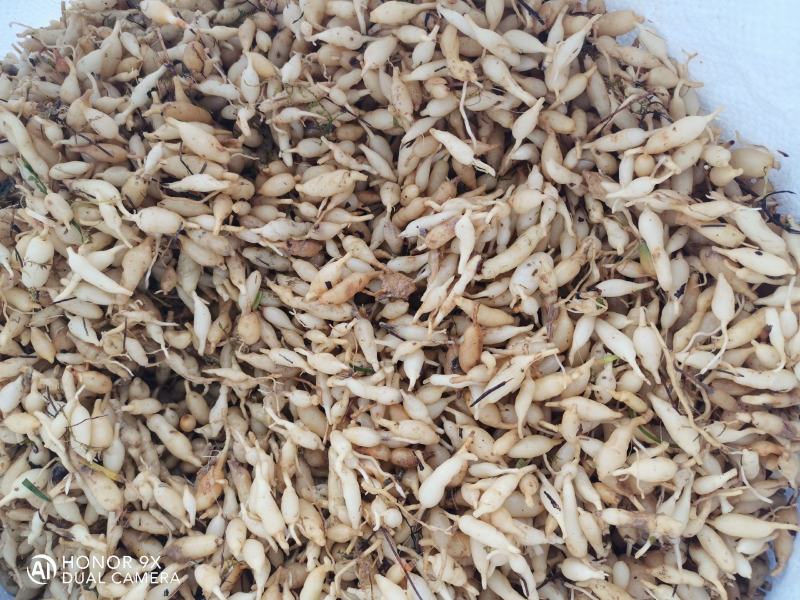 野生麦冬中药泡茶佳品