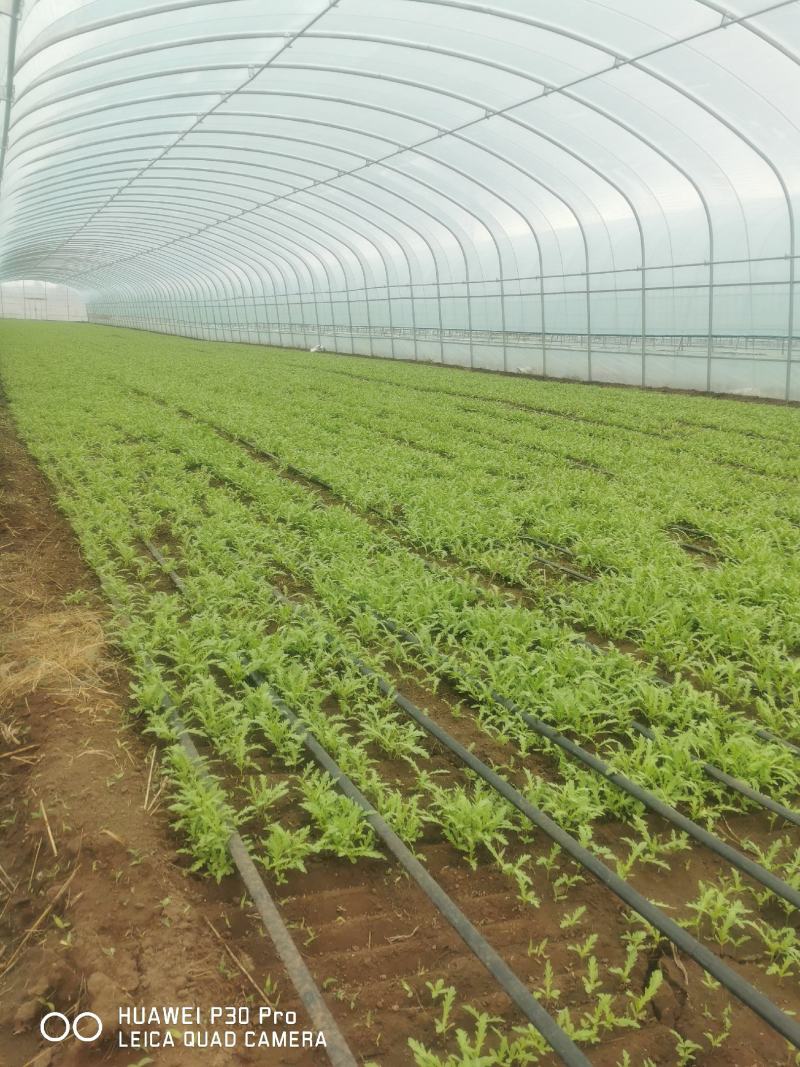 张北精品茼蒿、300亩基地直发。代发车一条龙服务。
