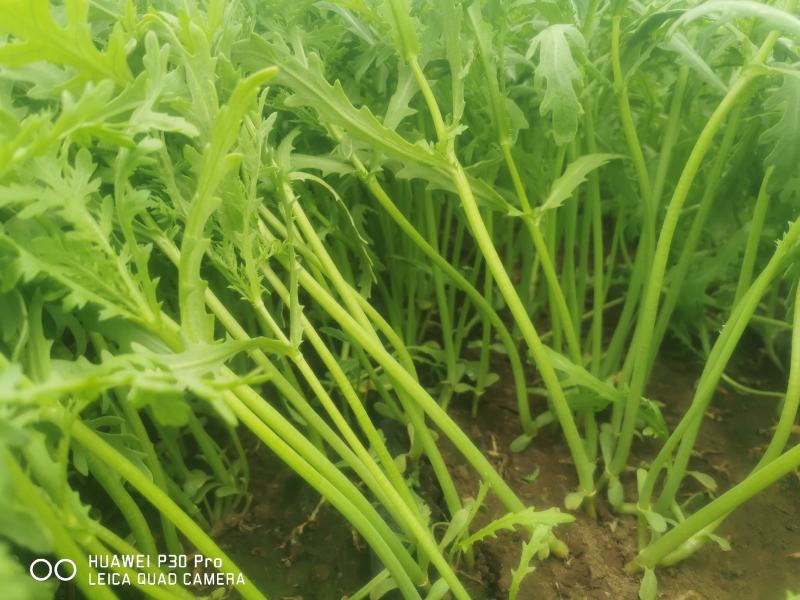 张北精品茼蒿、300亩基地直发。代发车一条龙服务。