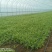 张北精品茼蒿、300亩基地直发。代发车一条龙服务。