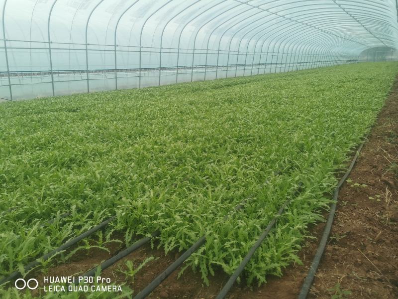 张北精品茼蒿、300亩基地直发。代发车一条龙服务。