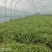 张北精品茼蒿、300亩基地直发。代发车一条龙服务。