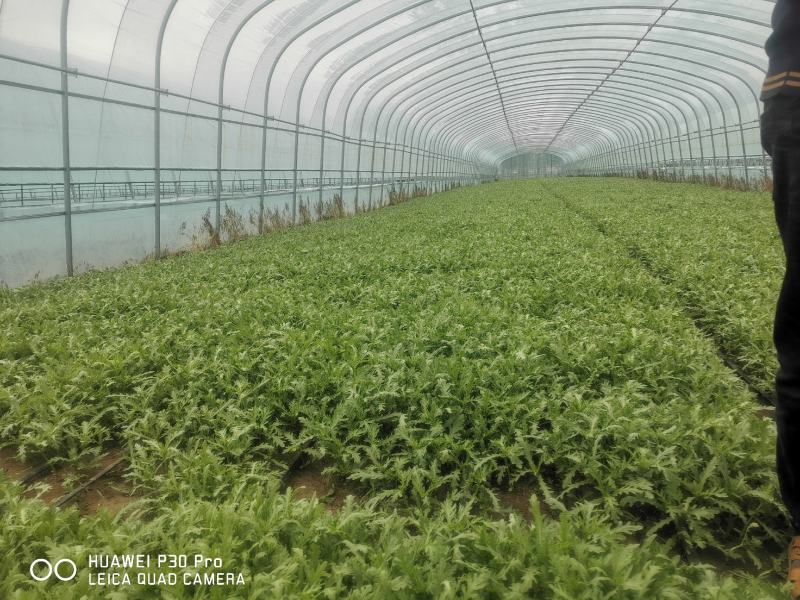 张北精品茼蒿、300亩基地直发。代发车一条龙服务。