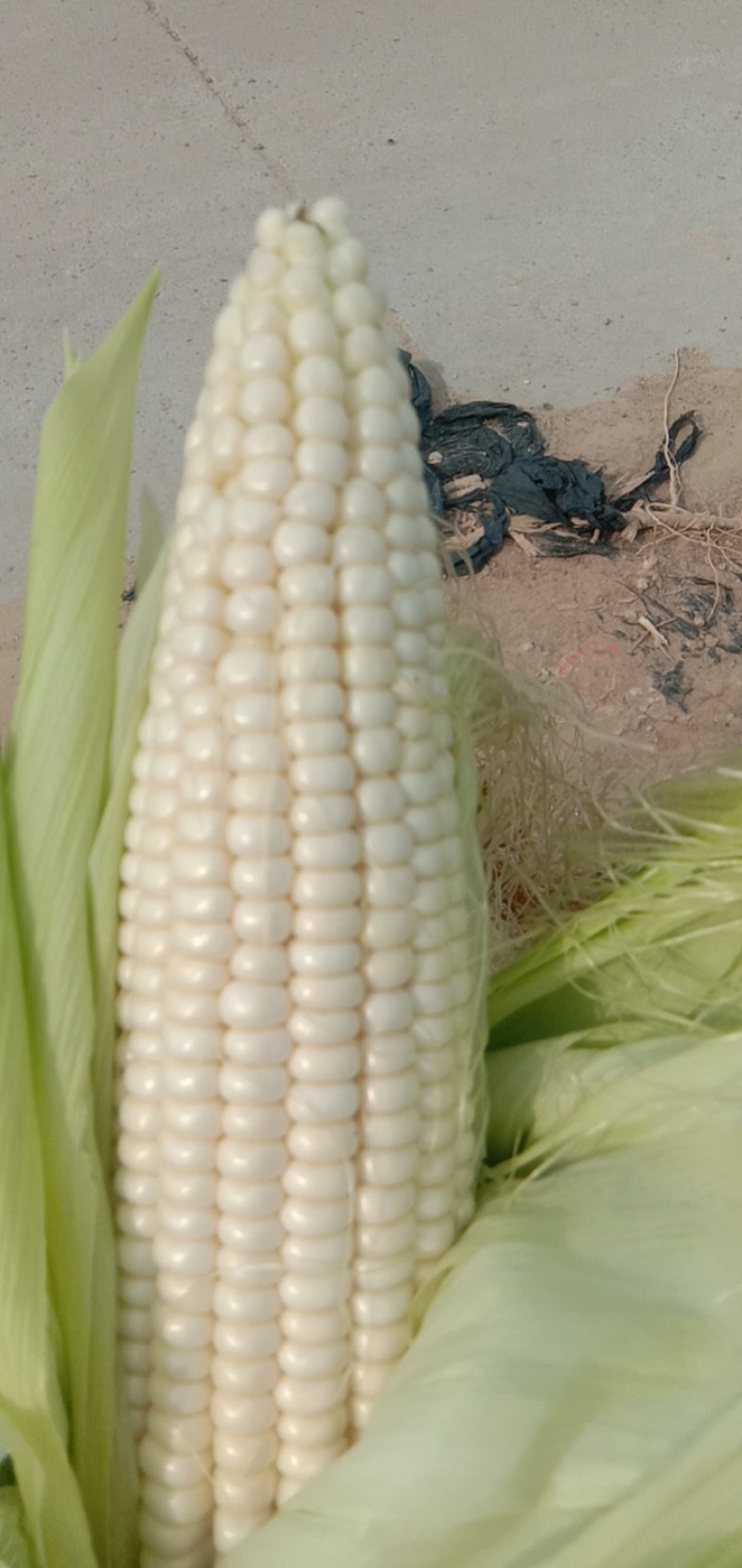 鲜糯玉米面积超大，品种好，质量高。上货快服务周到。