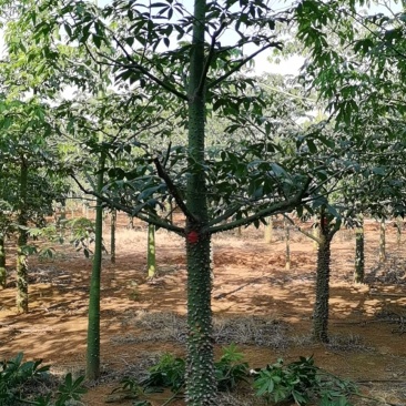 异木棉，凤凰树