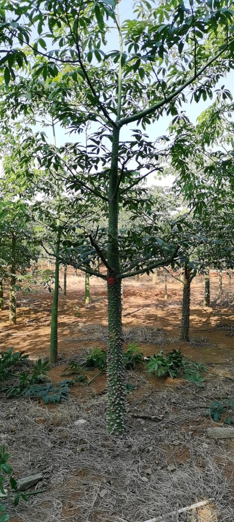 异木棉，凤凰树