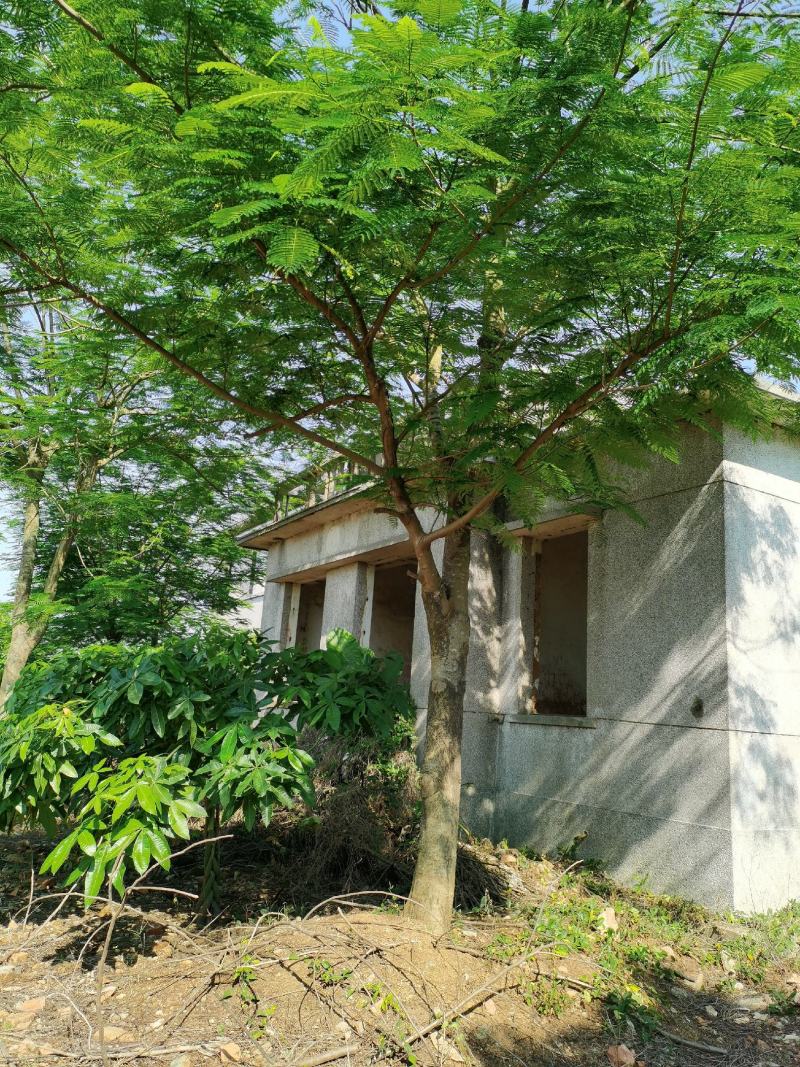 异木棉，凤凰树