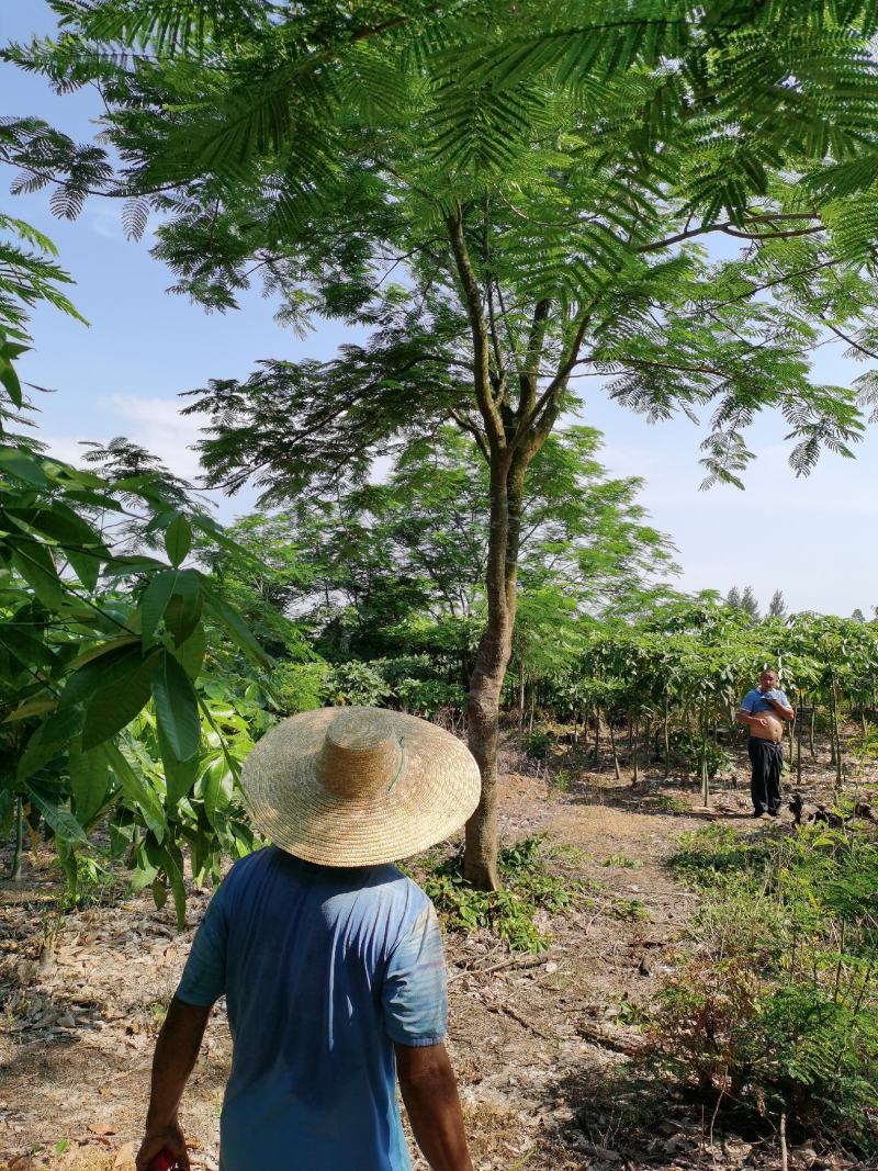 异木棉，凤凰树