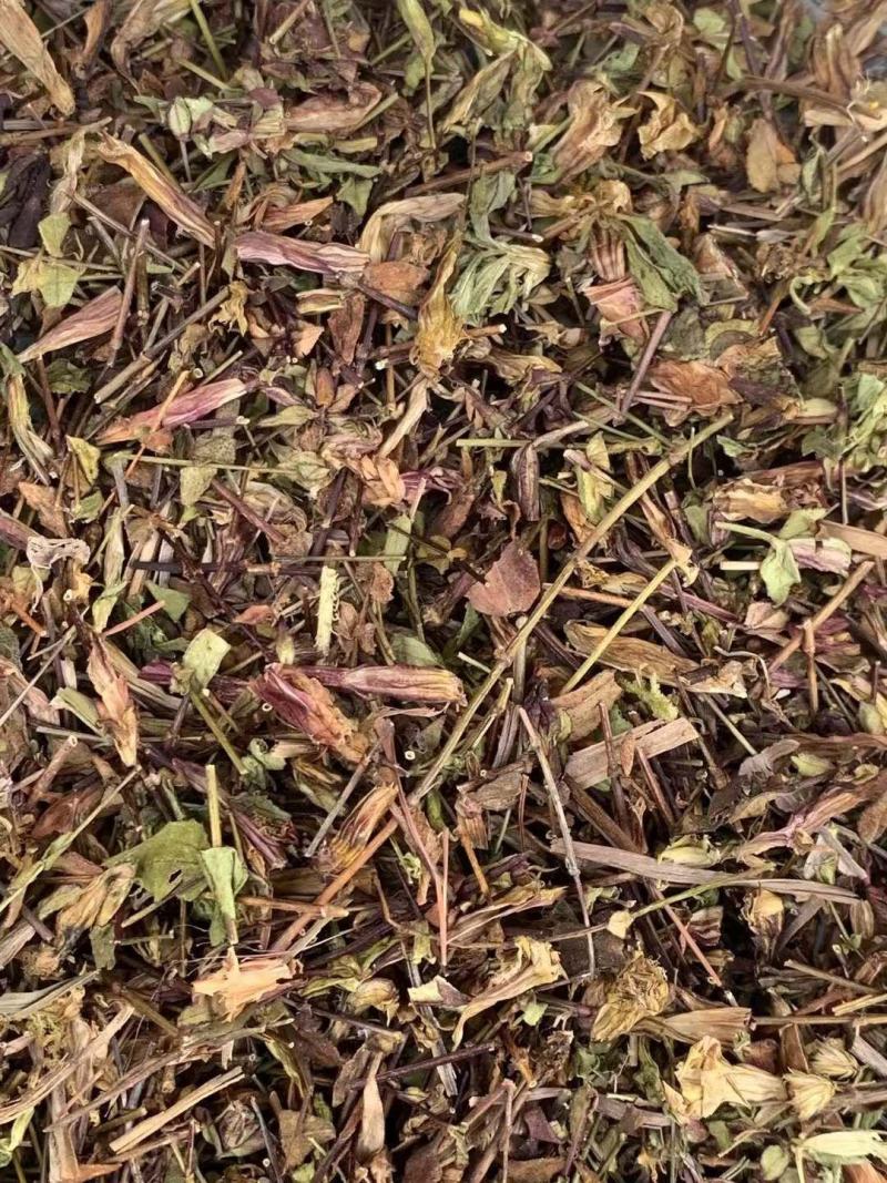 肝炎草青叶胆【包邮】三斤起发货可批量可零售量大从优
