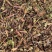 肝炎草青叶胆【包邮】三斤起发货可批量可零售量大从优