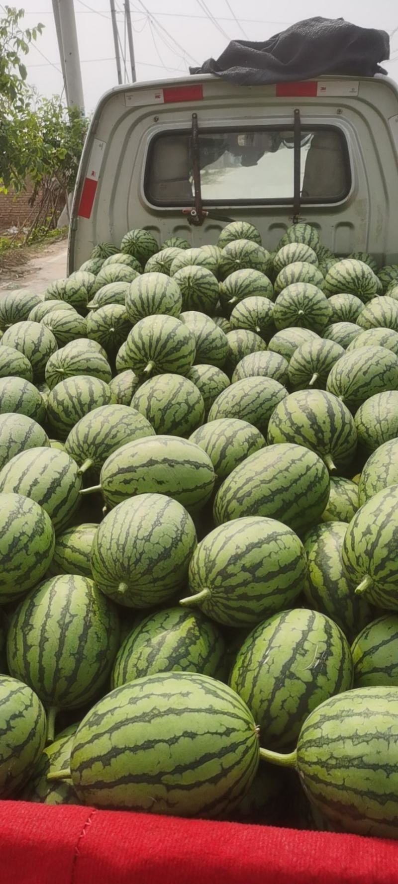 小糖丸儿，早春红玉，一手货源，社区团购，量大从优