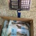 渔航牌海鲈鱼10公斤装，10-22条不同的大小都有