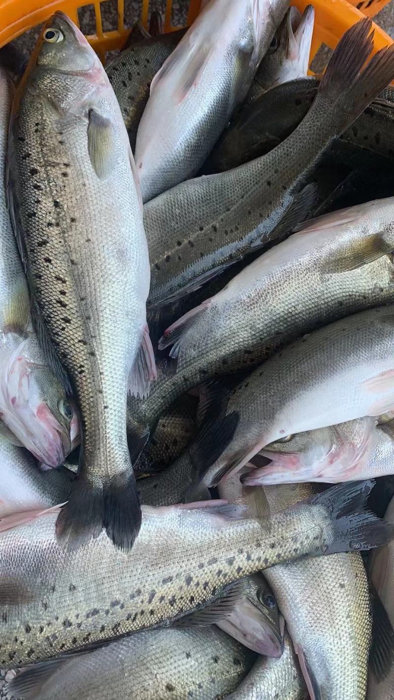 渔航牌海鲈鱼10公斤装，10-22条不同的大小都有